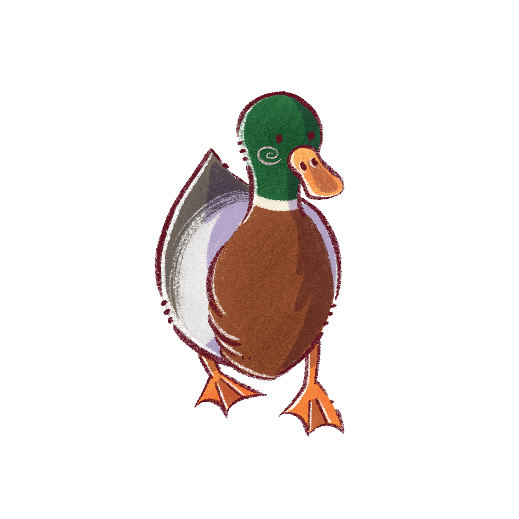 Sticker Canard